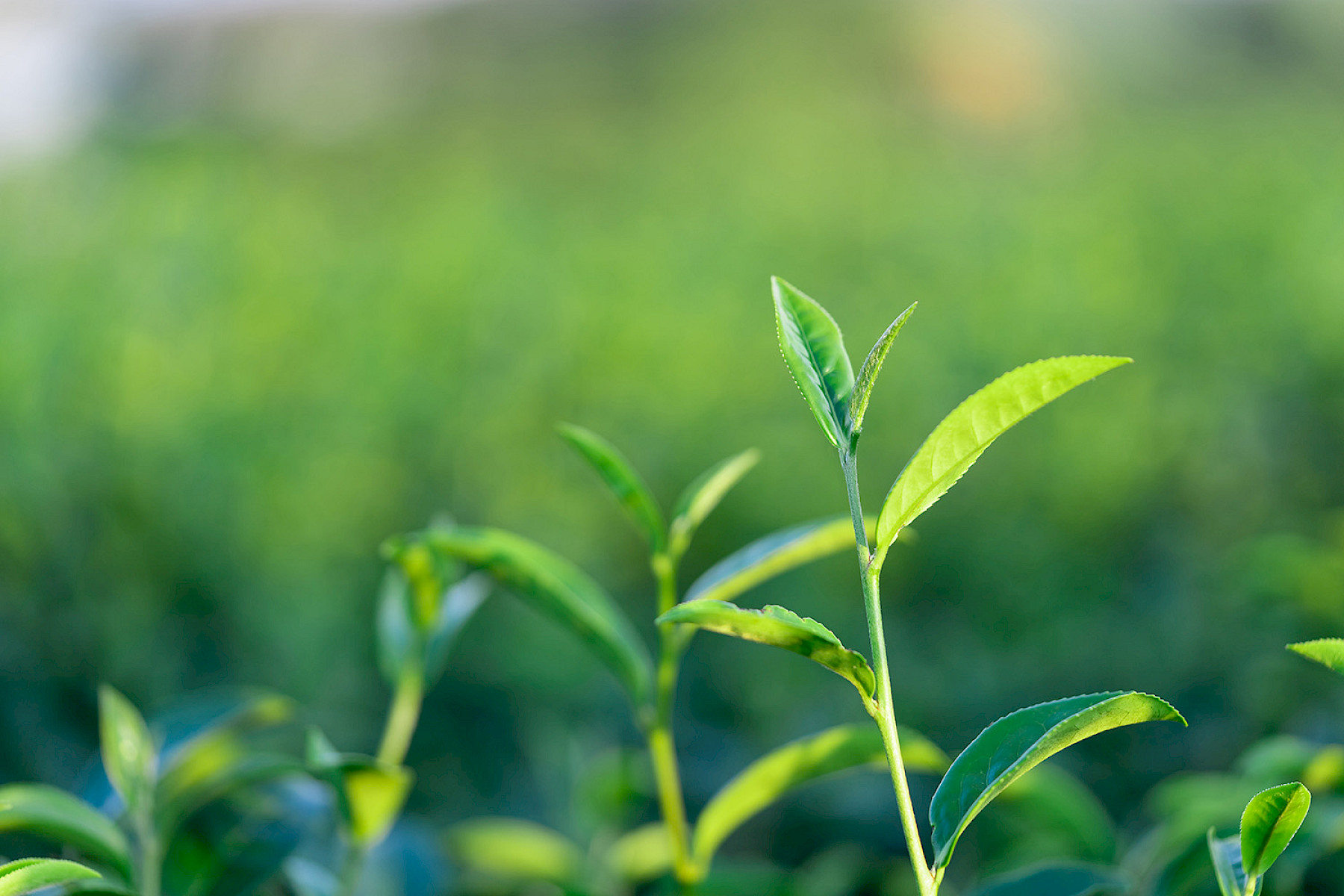 Paan Leaves Banned due to Salmonella image