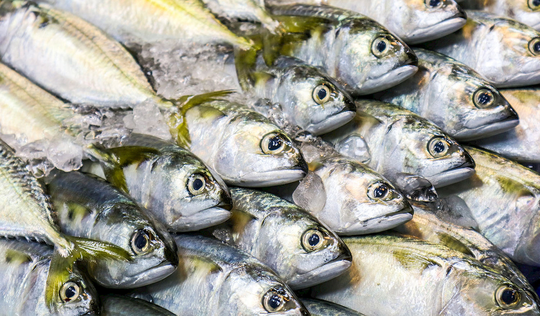IMPORTING WILD CAUGHT FISHERY PRODUCTS INTO GREAT BRITAIN FROM 1ST JANUARY 2021 (IUU controls) image