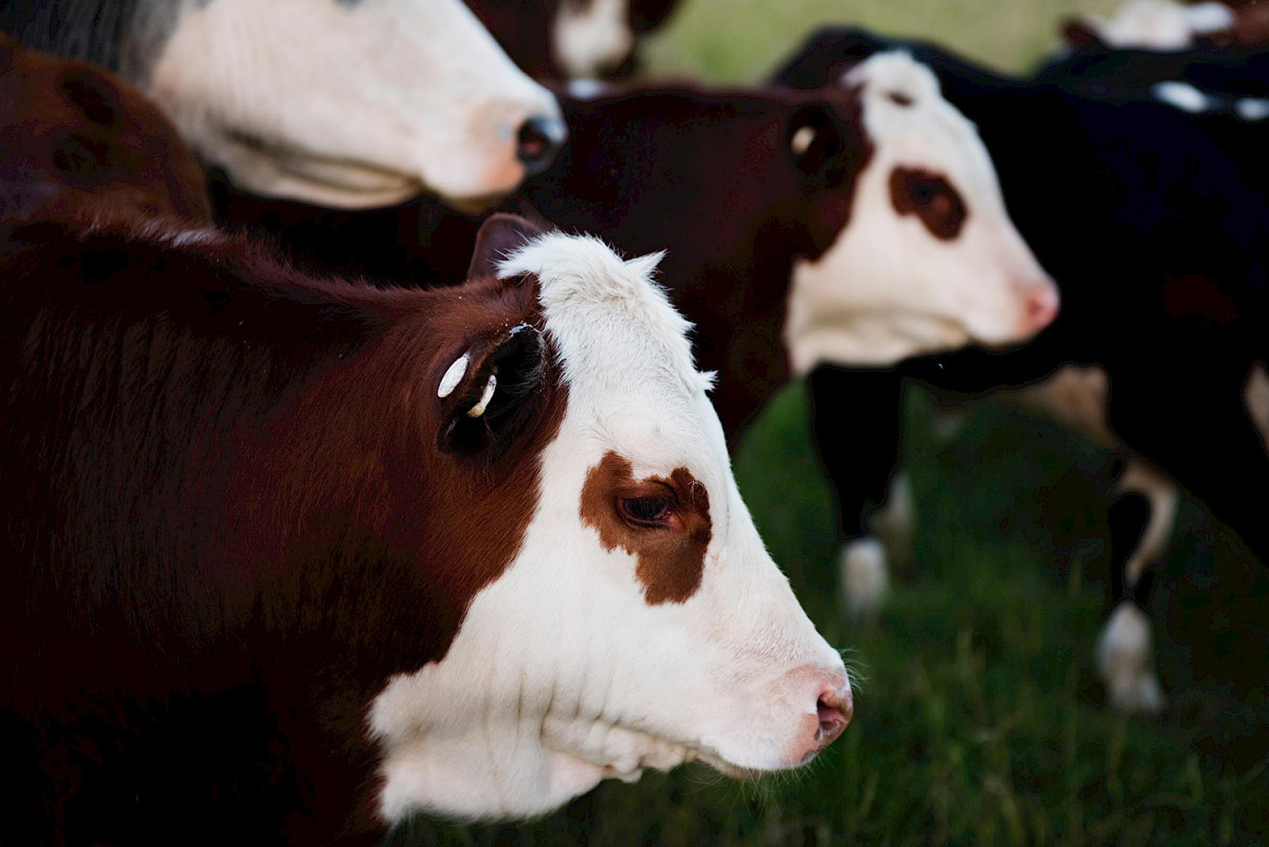 Updated: New GB Health certificates and requirement for import of Products of Animal Origin and Animal by products into GB from EU image
