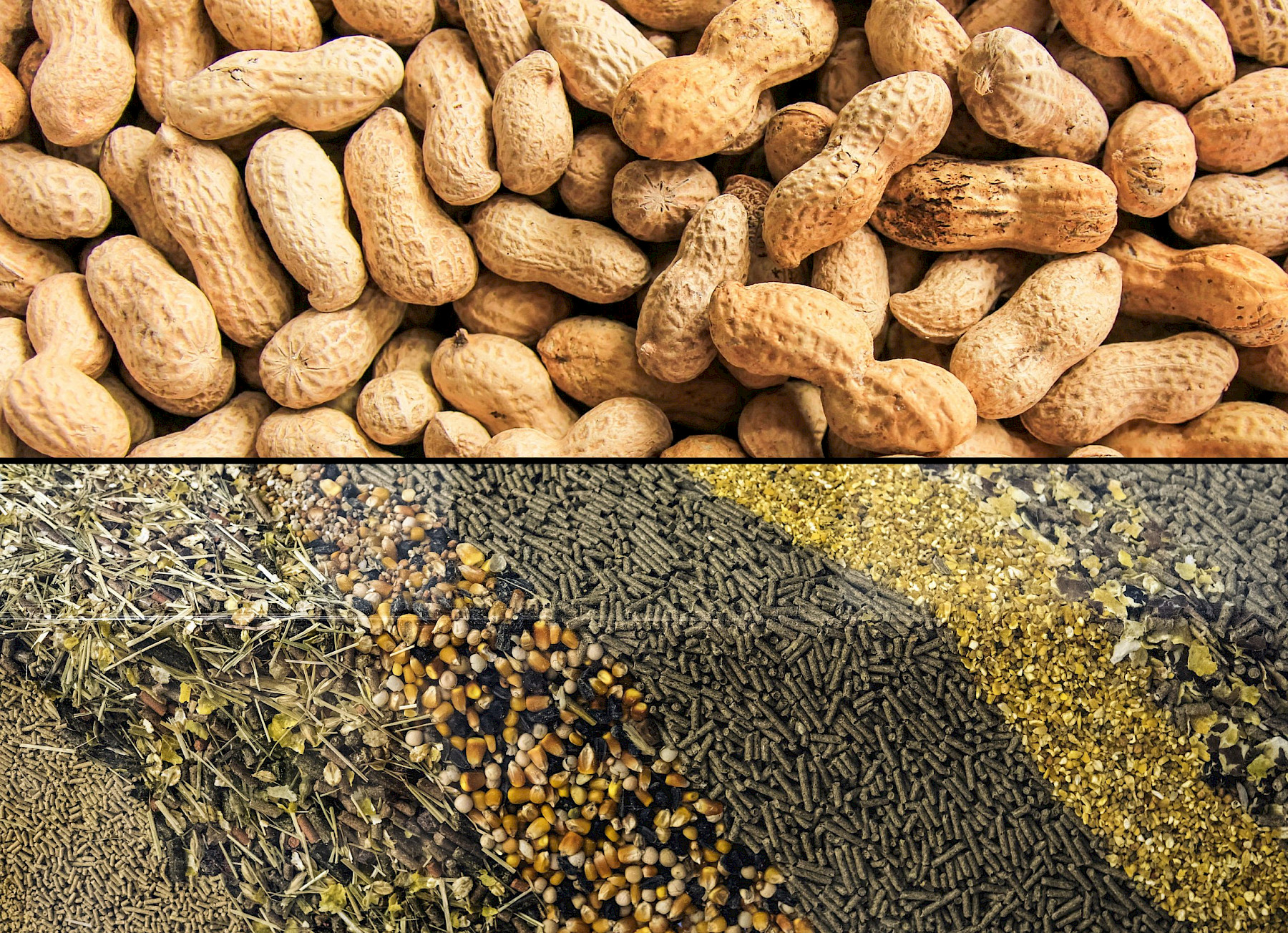 Legislation changes what food and feed are considered high risk image