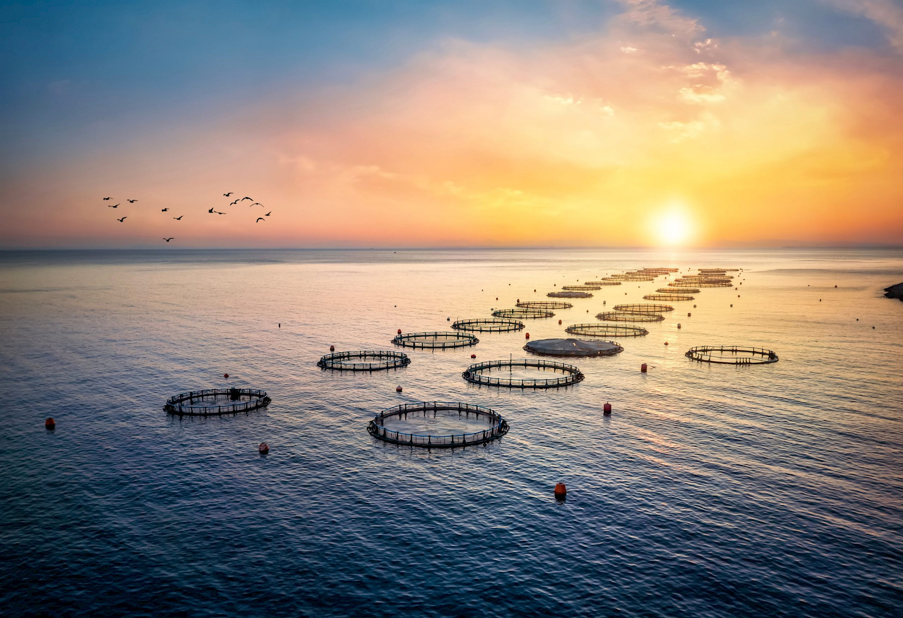 Requirements for Consignments Requiring IUU Checks image