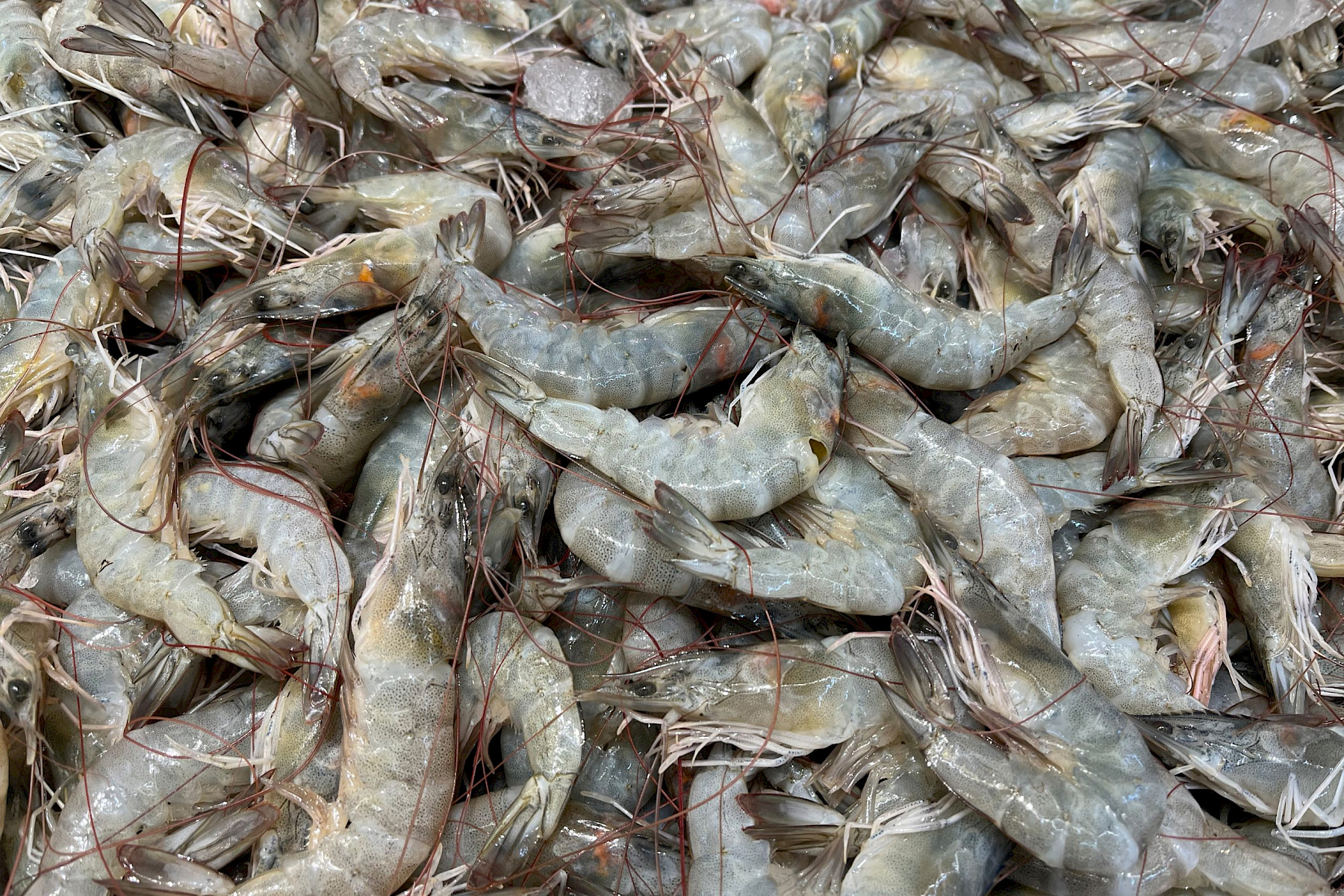Update on SPS Controls and CHED D Process Changes for Fish and Shellfish Imports to Great Britain image
