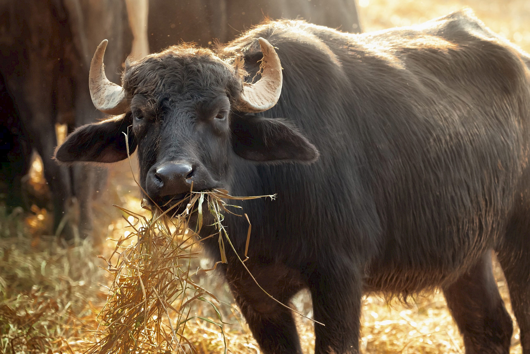 Foot and Mouth Disease (FMD) in Germany: Import Restrictions and Updates  image