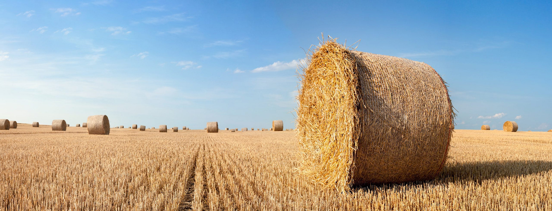 FMD in Germany: Suspension of commercial imports of hay and straw and certain animal by-products from 7th February image